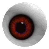 Eyeball